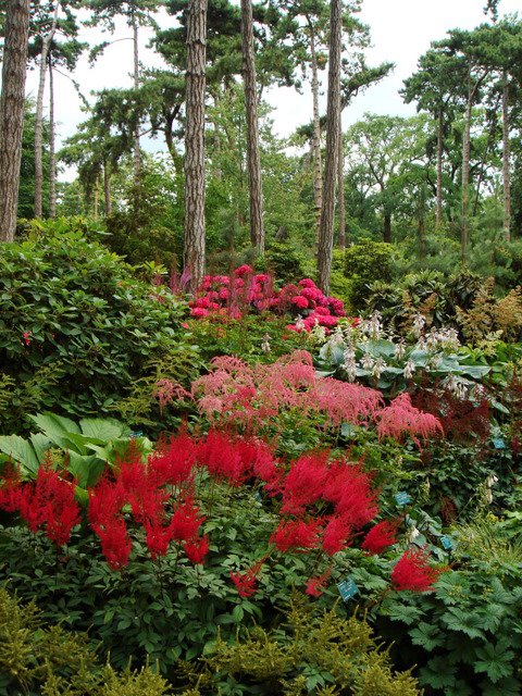 Astilbe en sous bois
